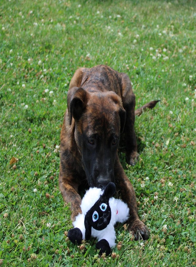 SPOT Baa Baa Black Sheep Plush Dog Toy - Cute and Cuddly Fleece Toy with Squeaker for Small Dogs and Puppies, 8in Black and White Lamb - Image 3